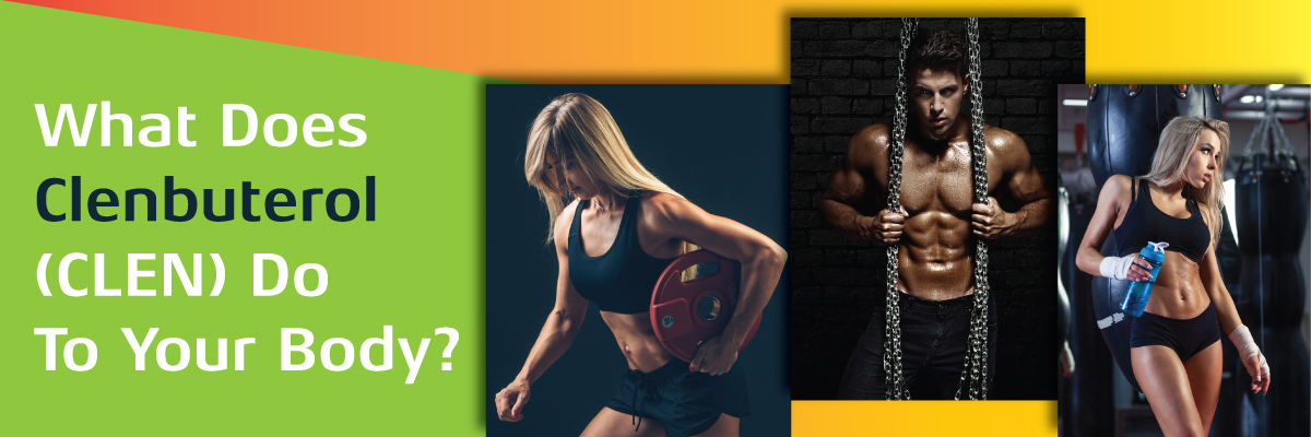 What does Clenbuterol (CLEN) do to your body?